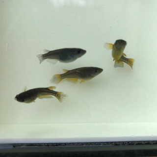 サタンメダカ幼魚