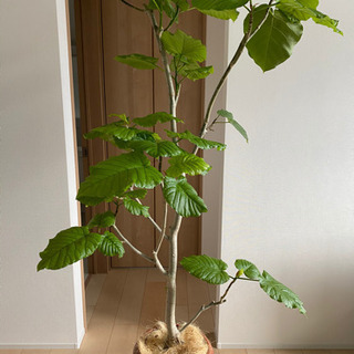 ウンベラータ1m50cm〜80cm 大型植物
