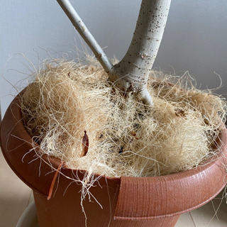 ウンベラータ1m50cm〜80cm 大型植物