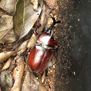 カブトムシです。オスメス単品でも、ペアでも可能です。