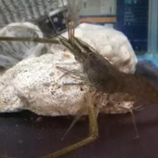 テナガエビ体長約10センチ 飼育簡単 オマケ有り Tossy037 行橋のその他の中古あげます 譲ります ジモティーで不用品の処分 テナガエビ体長約10センチ 飼育簡単 オマケ有り Tossy037 行橋のその他の中古あげます 譲ります ジモティーで不用品の処分