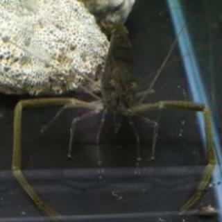 テナガエビ体長約10センチ 飼育簡単 オマケ有り Tossy037 行橋のその他の中古あげます 譲ります ジモティーで不用品の処分 テナガエビ体長約10センチ 飼育簡単 オマケ有り Tossy037 行橋のその他の中古あげます 譲ります ジモティーで不用品の処分