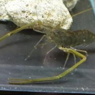 テナガエビ体長約10センチ 飼育簡単 オマケ有り Tossy037 行橋のその他の中古あげます 譲ります ジモティーで不用品の処分 テナガエビ体長約10センチ 飼育簡単 オマケ有り Tossy037 行橋のその他の中古あげます 譲ります ジモティーで不用品の処分