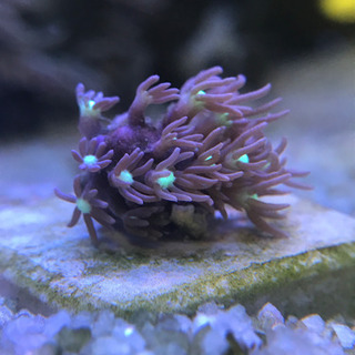 沖縄産スターポリプ　フラグ(タイル)薄紫センターグリーン