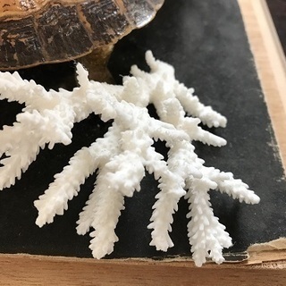 フィリピンサンゴ お値段交渉可能 リユースセンター 新琴似のインテリア雑貨 小物 置物 オブジェ の中古あげます 譲ります ジモティーで不用品の処分