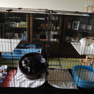 猫用ゲージ／ペットゲージ