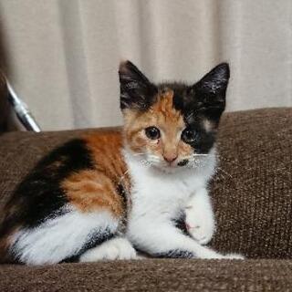 【三毛猫♀】生後1ヶ月半 体重600gの元気な甘えん坊です − 長崎県