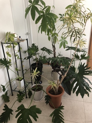 急募 観葉植物　大小8鉢くらい　引き渡し場所 東京都港区西麻布