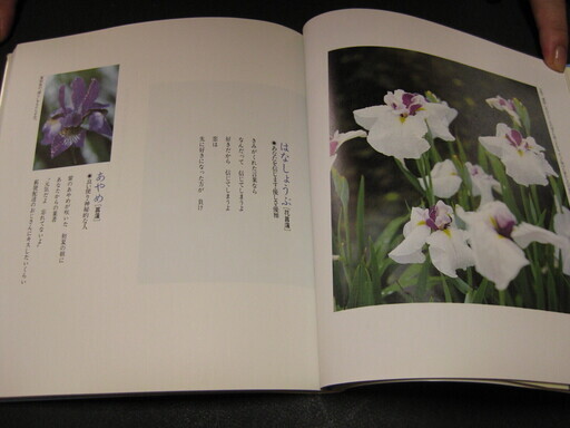 花言葉恋色のブーケ道行めぐ著 バーバラ 西九条の文芸の中古あげます 譲ります ジモティーで不用品の処分