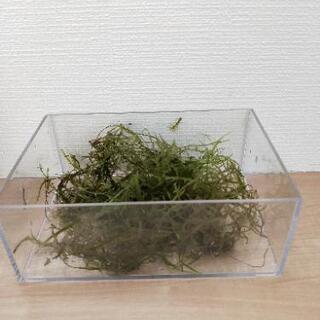 北海道の中古ウィローモスが無料 格安で買える ジモティー