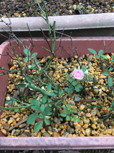 ミニバラ ピンク 挿し木苗 常盤の森 東かがわのその他の中古あげます 譲ります ジモティーで不用品の処分 ミニバラ ピンク 挿し木苗 常盤の森 東かがわのその他の中古あげます 譲ります ジモティーで不用品の処分