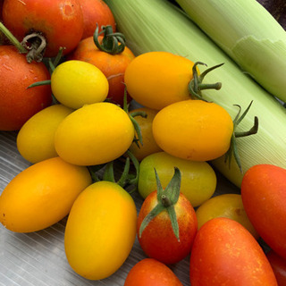 人気の未来コーンを含む夏野菜のセット　お一人限りです