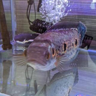 熱帯魚、アクアリウム、フラワートーマン&レッドテールキャット