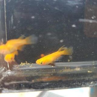 佐賀県 佐賀市の中古メダカが無料 格安で買える ジモティー