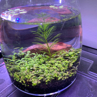 ボトルアクア 緑の絨毯仕上げ マッキー プロフ必読 旭川のインテリア雑貨 小物 置物 オブジェ の中古あげます 譲ります ジモティーで不用品の処分