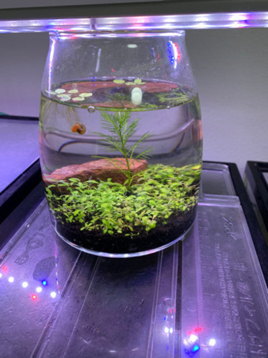 ボトルアクア 緑の絨毯仕上げ マッキー プロフ必読 旭川のインテリア雑貨 小物 置物 オブジェ の中古あげます 譲ります ジモティーで不用品の処分