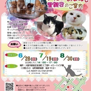 7月19日（日）『保護猫のずっとのお家探し里親会』