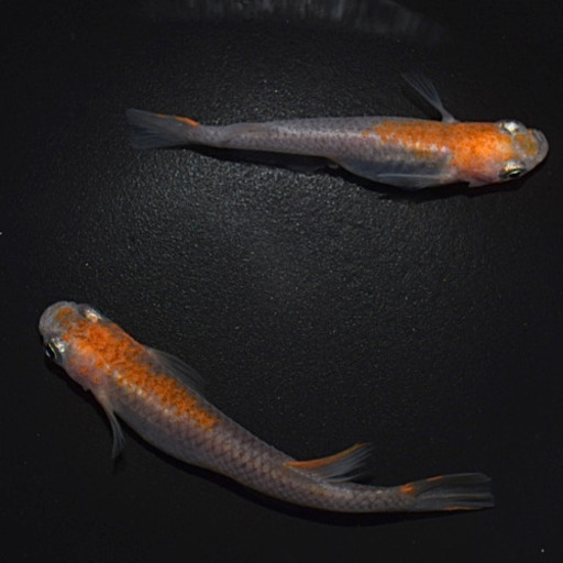 紅桜めだか1ペア 紅白タイプ Cyomoranma 鯰田のその他の中古あげます 譲ります ジモティーで不用品の処分