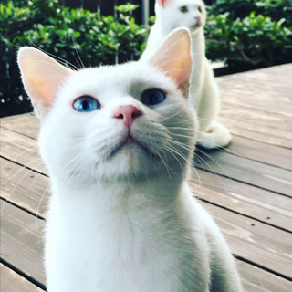 急募！ブルーアイの白猫と幸せ招き猫の画像