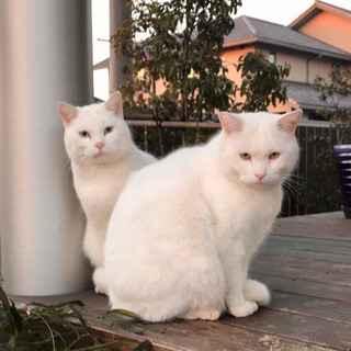急募！ブルーアイの白猫と幸せ招き猫 - 鈴鹿市