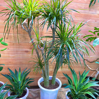 格安　観葉植物　ドラセナ・コンシンネ　約150cm