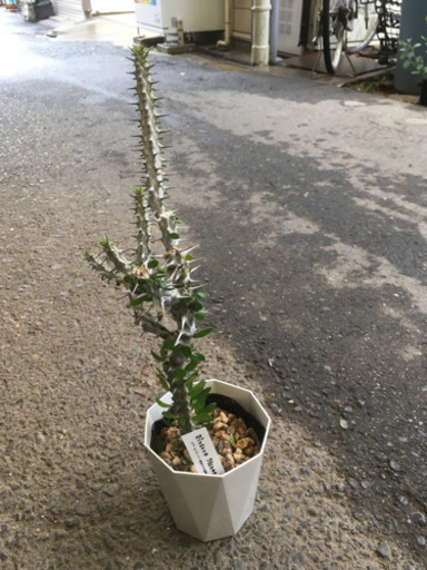 観葉植物 亜竜木 アローディア | www.pcspeed.com.pe