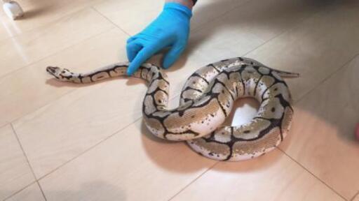 ボールパイソン女の子 もも 雑餉隈のその他の里親募集 ジモティー ボールパイソン女の子 もも 雑餉隈のその他の里親募集 ジモティー