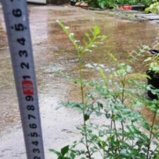 シマトネリコ寄せ植え苗 Miyama 富田林西口のその他の中古あげます 譲ります ジモティーで不用品の処分