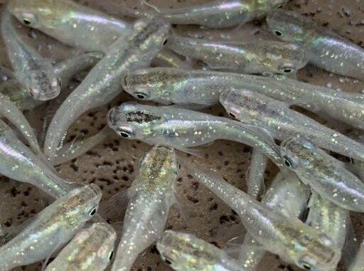 きらきら綺麗な月虹 メダカ 稚魚5匹 めだか ビオトープ りたそ 日吉のその他の中古あげます 譲ります ジモティーで不用品の処分