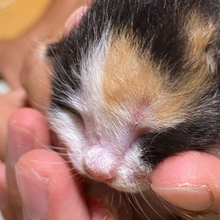 生まれたばかりの子ネコ。 − 佐賀県