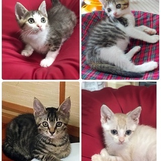 生後2か月　子猫4匹います