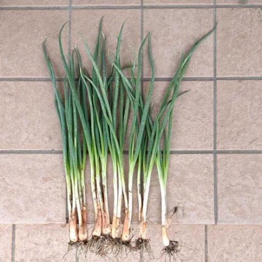 やぐらネギ苗 10本 本 Greenbell 淀屋橋のその他の中古あげます 譲ります ジモティーで不用品の処分