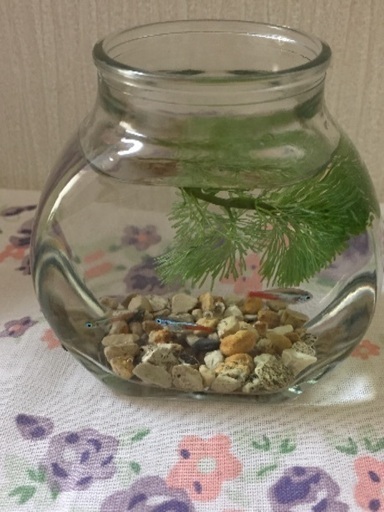 ネオンテトラ3匹 グッピー稚魚5匹 砂利100g ネピア 小禄のその他の中古あげます 譲ります ジモティーで不用品の処分 ネオンテトラ3匹 グッピー稚魚5匹 砂利100g ネピア 小禄のその他の中古あげます 譲ります ジモティーで不用品の処分