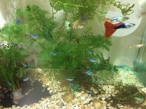ネオンテトラ3匹 グッピー稚魚5匹 砂利100g ネピア 小禄のその他の中古あげます 譲ります ジモティーで不用品の処分