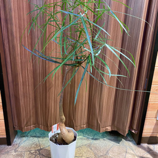 観葉植物　ボトルツリー　ブラキキトン　約100cm