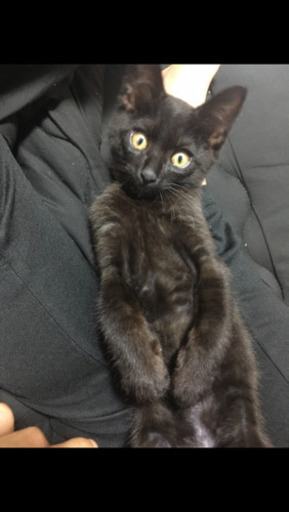 生後4ヶ月の黒猫 です よっこん 大阪の猫の里親募集 ジモティー