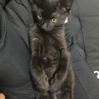 生後4ヶ月の黒猫 です よっこん 大阪の猫の里親募集 ジモティー 生後4ヶ月の黒猫 です よっこん 大阪の猫の里親募集 ジモティー