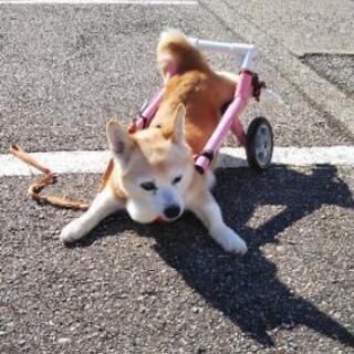 犬用車椅子