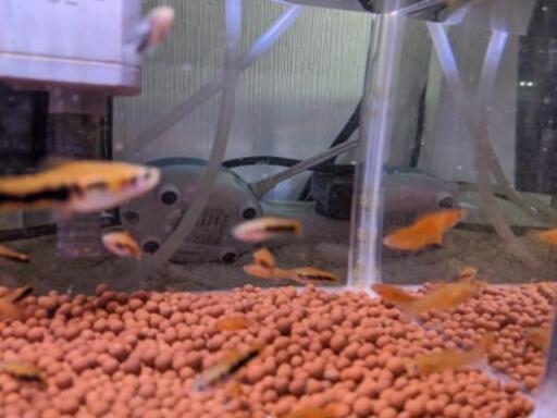 熱帯魚卵胎生10匹パイナップルレッドソードテール幼魚 3dock 塚目のその他の中古あげます 譲ります ジモティーで不用品の処分