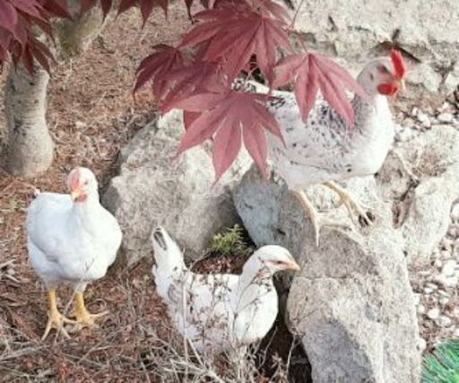 ニワトリの中雛雄雌各一羽 よっしー 北広島のその他の里親募集 ジモティー ニワトリの中雛雄雌各一羽 よっしー 北広島のその他の里親募集 ジモティー
