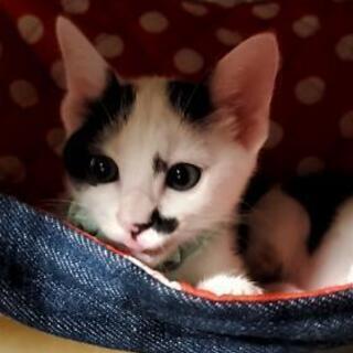 生後3ヶ月男の子 ゆこさん 丸亀の猫の里親募集 ジモティー