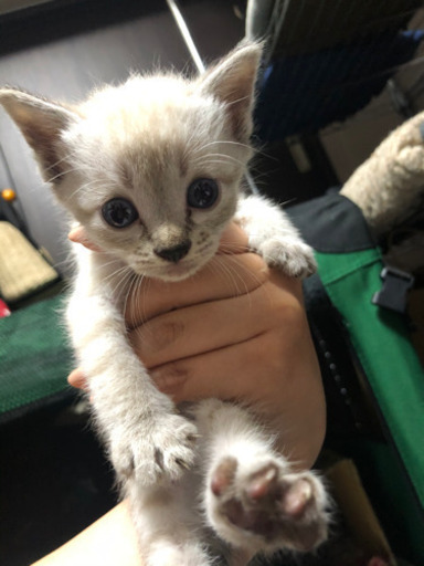 急募 シャム系mixの赤ちゃん 生後3 4週 Tamako 高松の猫の里親募集 ジモティー