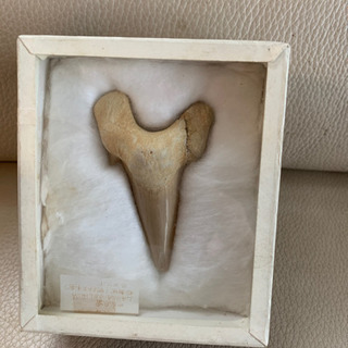 サメの歯の化石(小)