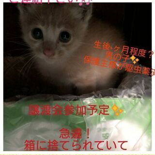 保護猫譲渡会開催  7月19日〈飯塚市〉ご来場お待ちしております🐾 - 飯塚市