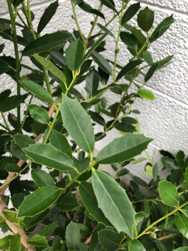 ヒイラギの葉っぱ Keity 東静岡の家具の中古あげます 譲ります ジモティーで不用品の処分