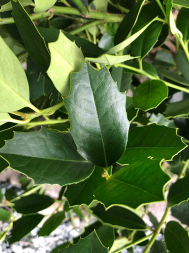 ヒイラギの葉っぱ Keity 東静岡の家具の中古あげます 譲ります ジモティーで不用品の処分