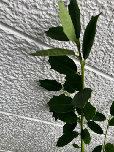 ヒイラギの葉っぱ Keity 東静岡の家具の中古あげます 譲ります ジモティーで不用品の処分