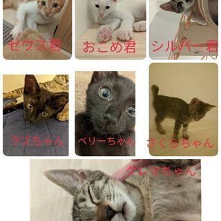 保護猫譲渡会開催  7月19日〈飯塚市〉ご来場お待ちしております🐾 − 福岡県