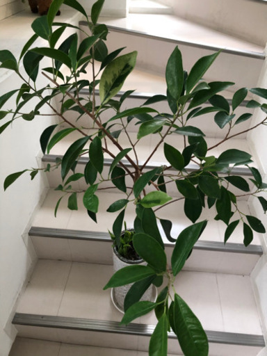 観葉植物 斑入りガジュマル 陶器植え替え