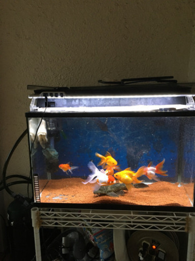 60センチ水槽と金魚六匹 セルフィンプレコセット ブン太郎 吹田のその他の中古あげます 譲ります ジモティーで不用品の処分